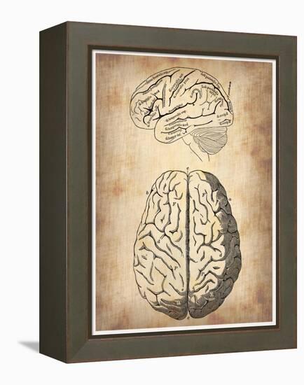 Vintage Brain Anatomy-NaxArt-Framed Stretched Canvas