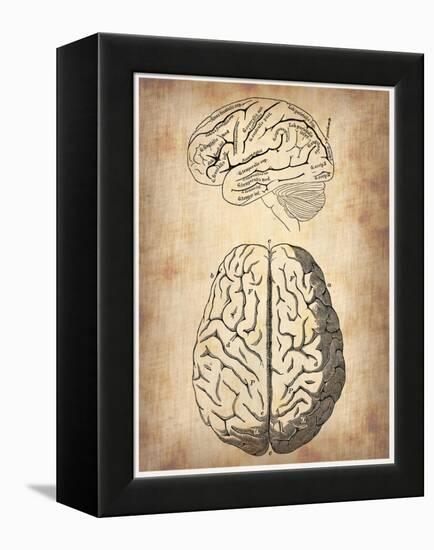 Vintage Brain Anatomy-NaxArt-Framed Stretched Canvas