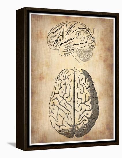 Vintage Brain Anatomy-NaxArt-Framed Stretched Canvas