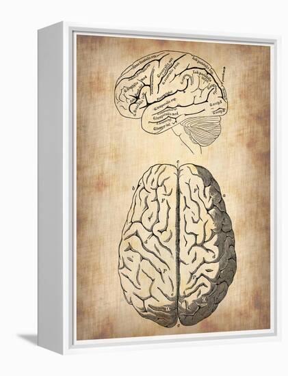 Vintage Brain Anatomy-NaxArt-Framed Stretched Canvas