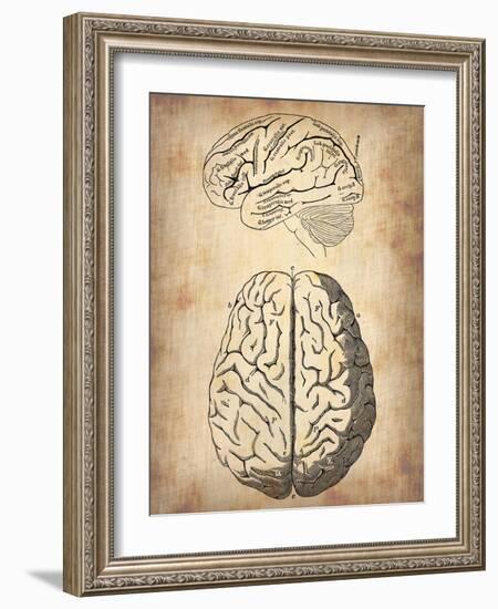 Vintage Brain Anatomy-NaxArt-Framed Art Print