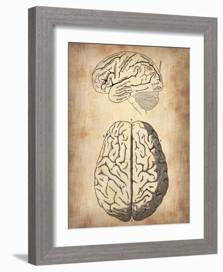 Vintage Brain Anatomy-NaxArt-Framed Art Print