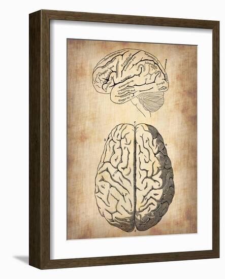 Vintage Brain Anatomy-NaxArt-Framed Art Print