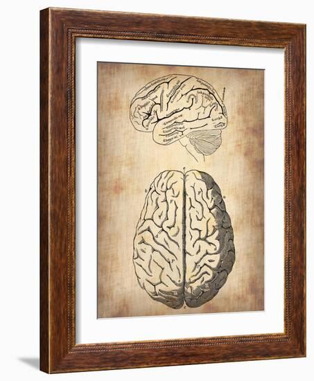 Vintage Brain Anatomy-NaxArt-Framed Art Print