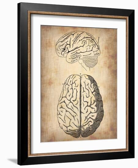 Vintage Brain Anatomy-NaxArt-Framed Art Print