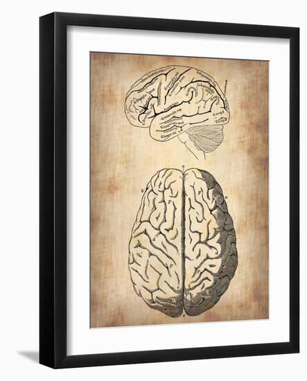 Vintage Brain Anatomy-NaxArt-Framed Art Print