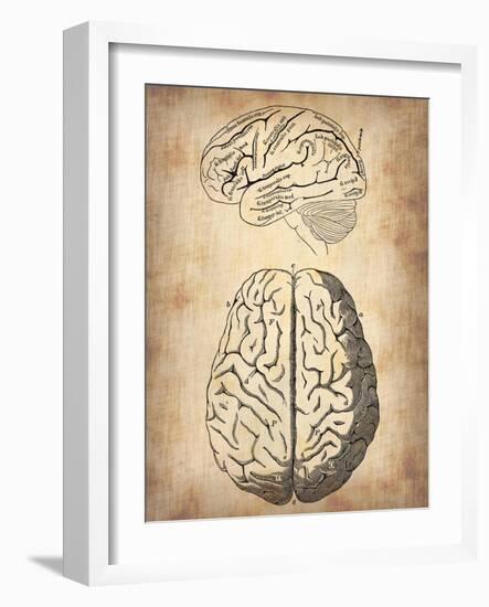 Vintage Brain Anatomy-NaxArt-Framed Art Print