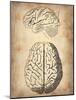 Vintage Brain Anatomy-NaxArt-Mounted Art Print