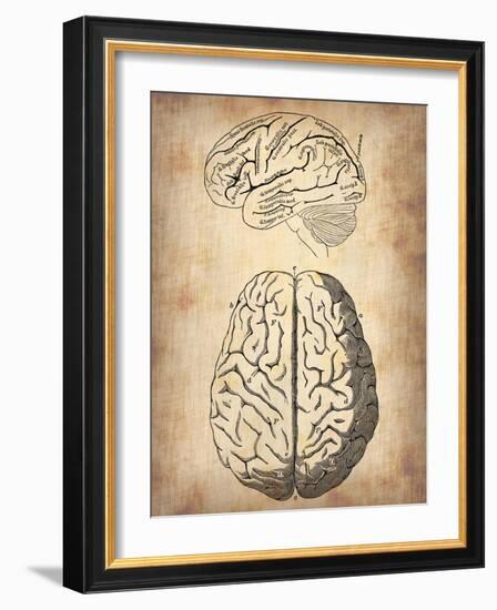 Vintage Brain Anatomy-NaxArt-Framed Art Print