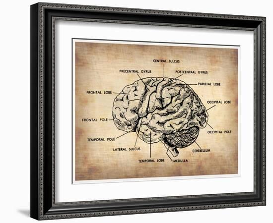 Vintage Brain Map Anatomy-NaxArt-Framed Art Print