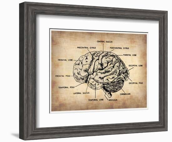 Vintage Brain Map Anatomy-NaxArt-Framed Art Print