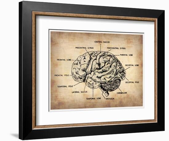 Vintage Brain Map Anatomy-NaxArt-Framed Art Print