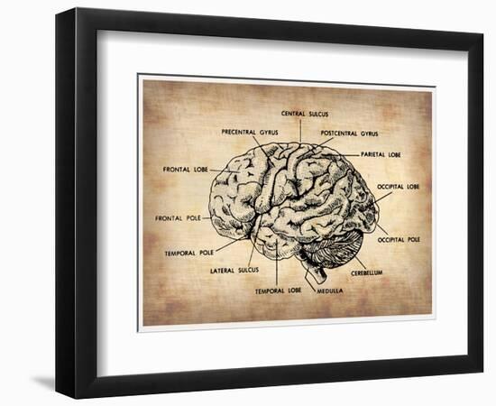 Vintage Brain Map Anatomy-NaxArt-Framed Art Print