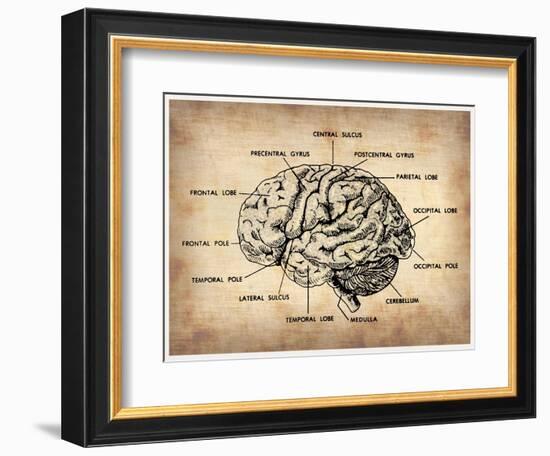 Vintage Brain Map Anatomy-NaxArt-Framed Art Print