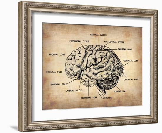 Vintage Brain Map Anatomy-NaxArt-Framed Art Print