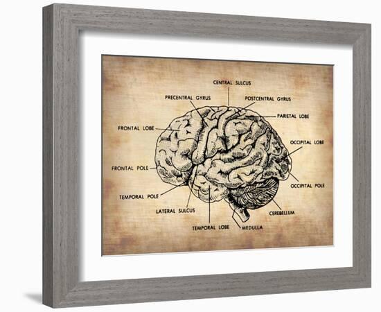 Vintage Brain Map Anatomy-NaxArt-Framed Art Print