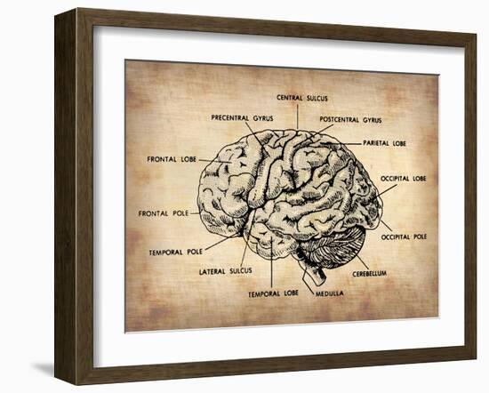 Vintage Brain Map Anatomy-NaxArt-Framed Art Print