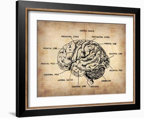 Vintage Brain Map Anatomy-NaxArt-Framed Art Print