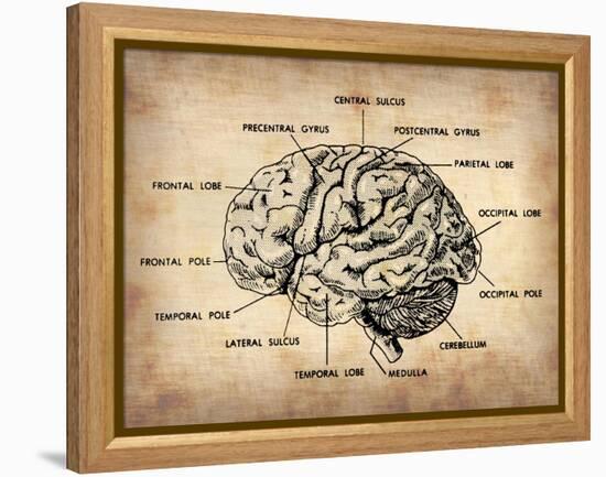 Vintage Brain Map Anatomy-NaxArt-Framed Stretched Canvas