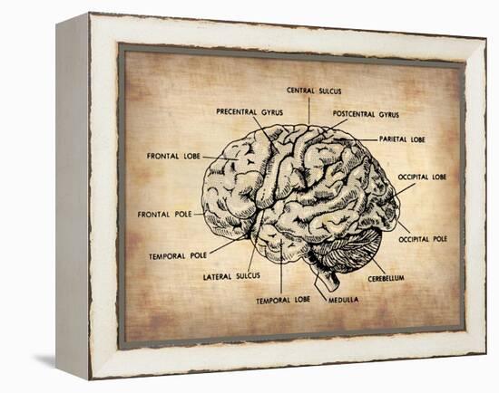 Vintage Brain Map Anatomy-NaxArt-Framed Stretched Canvas