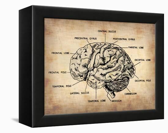 Vintage Brain Map Anatomy-NaxArt-Framed Stretched Canvas