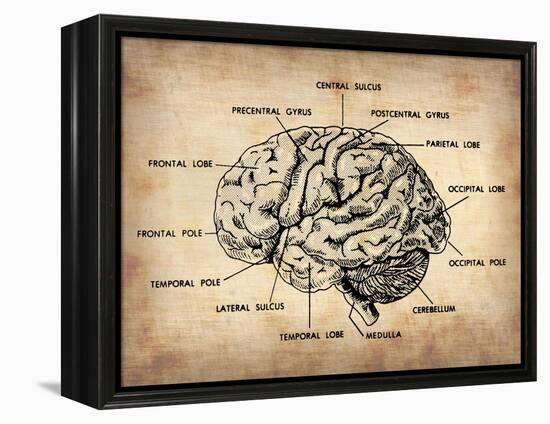 Vintage Brain Map Anatomy-NaxArt-Framed Stretched Canvas