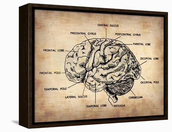 Vintage Brain Map Anatomy-NaxArt-Framed Stretched Canvas