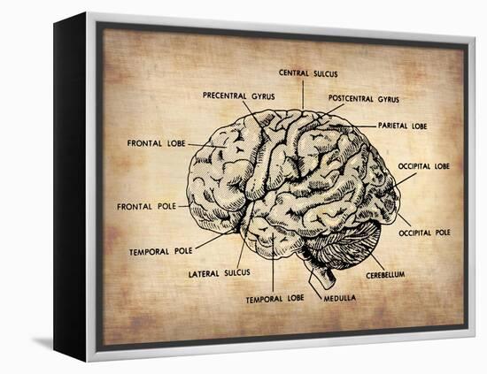 Vintage Brain Map Anatomy-NaxArt-Framed Stretched Canvas