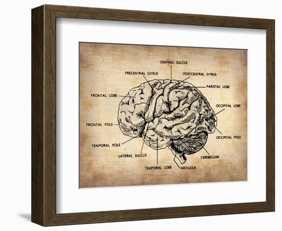 Vintage Brain Map Anatomy-NaxArt-Framed Premium Giclee Print