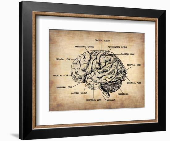 Vintage Brain Map Anatomy-NaxArt-Framed Premium Giclee Print