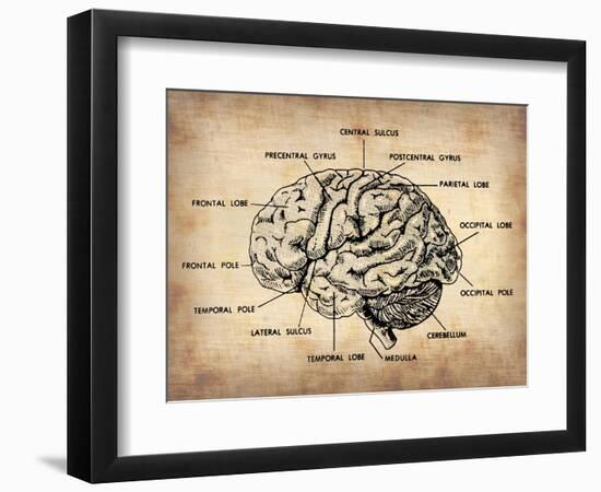 Vintage Brain Map Anatomy-NaxArt-Framed Premium Giclee Print