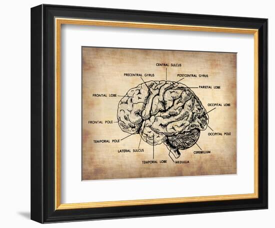 Vintage Brain Map Anatomy-NaxArt-Framed Premium Giclee Print