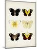 Vintage Butterflies I-Vision Studio-Mounted Art Print