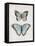 Vintage Butterflies II-Janet Tava-Framed Stretched Canvas