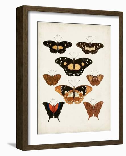 Vintage Butterflies V-Vision Studio-Framed Art Print