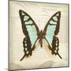 Vintage Butterfly I-Amy Melious-Mounted Art Print
