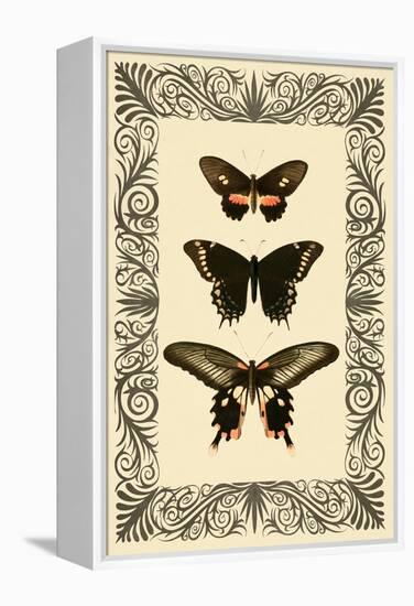 Vintage Butterfly Trio-null-Framed Stretched Canvas