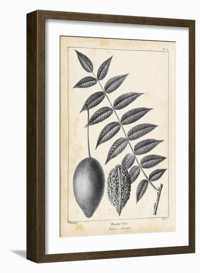 Vintage Butternut Tree-Thomas Nuttall-Framed Art Print