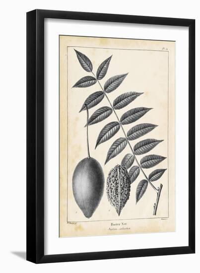 Vintage Butternut Tree-Thomas Nuttall-Framed Art Print