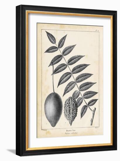 Vintage Butternut Tree-Thomas Nuttall-Framed Art Print