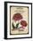 Vintage Chrysanthemum Seed Packet-null-Framed Giclee Print