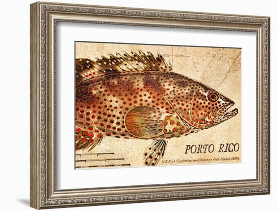 Vintage Color Fish: Porto Rico, US Fish Commission Fish Hawk, 1899-Christine Zalewski-Framed Art Print