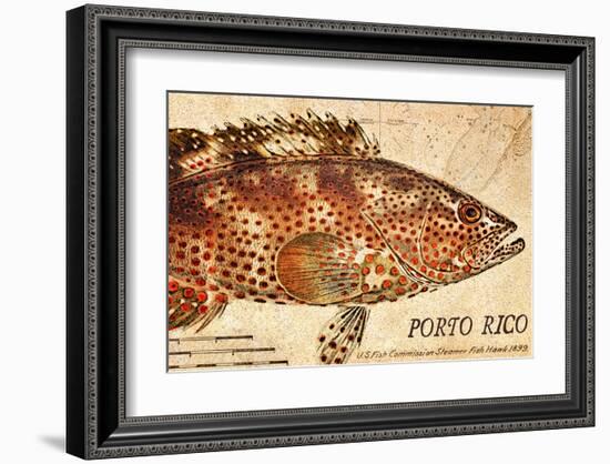 Vintage Color Fish: Porto Rico, US Fish Commission Fish Hawk, 1899-Christine Zalewski-Framed Art Print