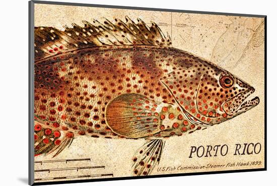 Vintage Color Fish: Porto Rico, US Fish Commission Fish Hawk, 1899-Christine Zalewski-Mounted Art Print