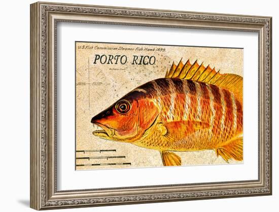 Vintage Color Fish, Porto Rico: US Fish Commission Fish Hawk 1900-Christine Zalewski-Framed Art Print