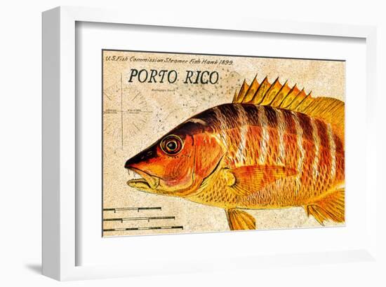 Vintage Color Fish, Porto Rico: US Fish Commission Fish Hawk 1900-Christine Zalewski-Framed Art Print