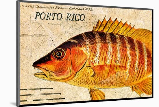 Vintage Color Fish, Porto Rico: US Fish Commission Fish Hawk 1900-Christine Zalewski-Mounted Art Print