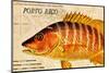 Vintage Color Fish, Porto Rico: US Fish Commission Fish Hawk 1900-Christine Zalewski-Mounted Art Print