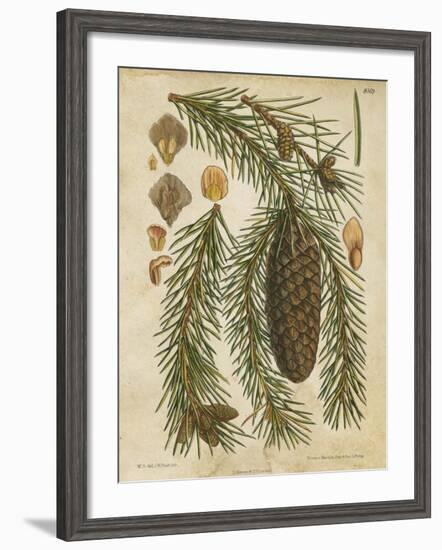 Vintage Conifers I--Framed Giclee Print