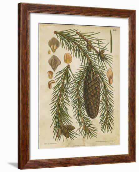 Vintage Conifers I-null-Framed Giclee Print